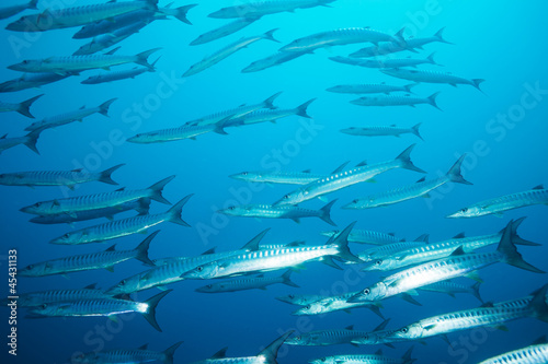 school of barracudas in the stream