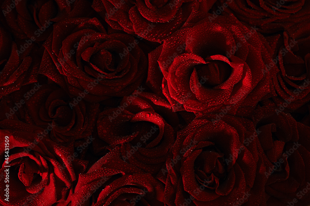 Naklejka premium dark red with droplets Red natural roses background