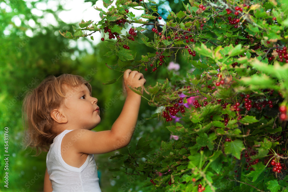 blond kid reaching ripe red currants blond kid reaching ripe red currants