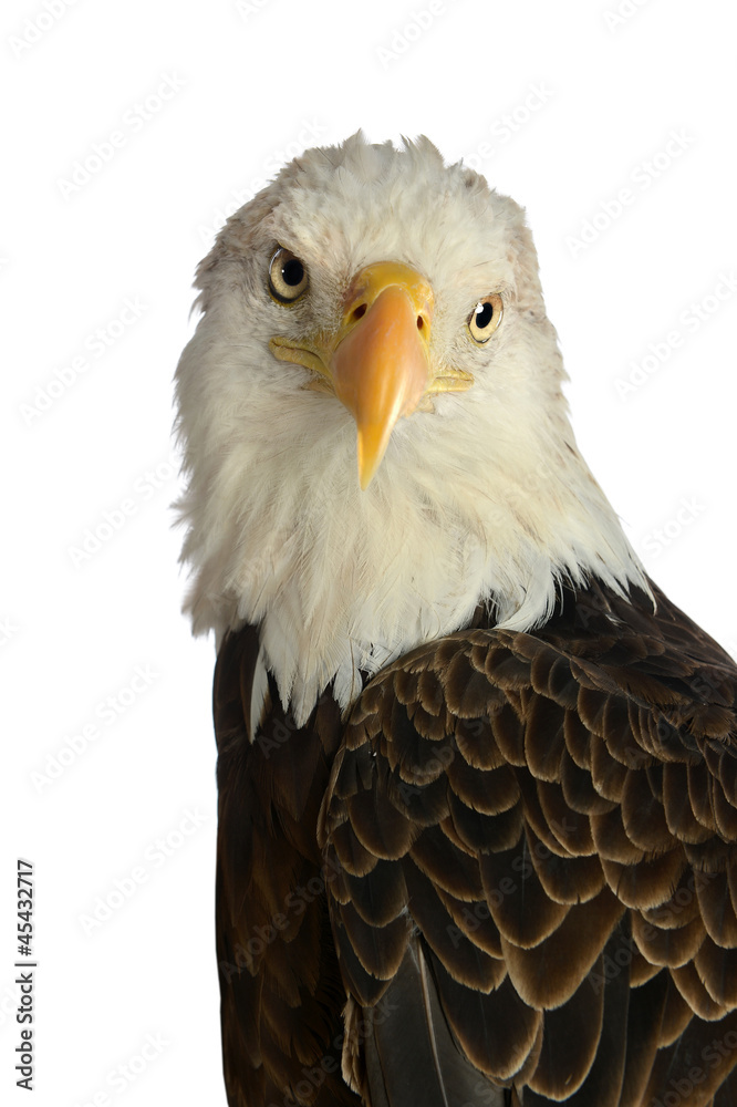 Obraz premium HEad of Bald Eagle