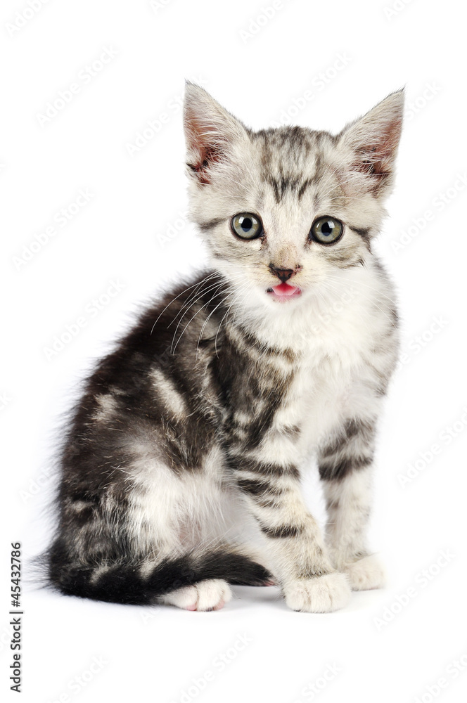 Obraz premium cute gray kitten