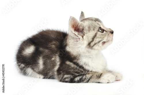 cute gray kitten © tashka2000