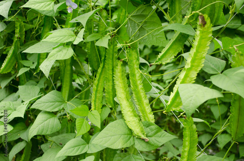 Winged Bean Plant