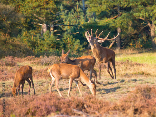 Fototapeta Naklejka Na Ścianę i Meble -  Male red deer (Cervus elaphus) is shouting