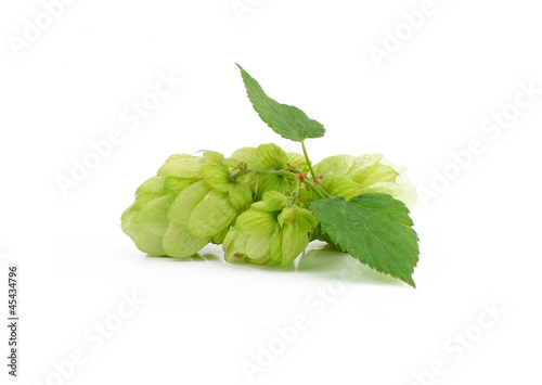 Green hops  plant, hopcones isolated on white background