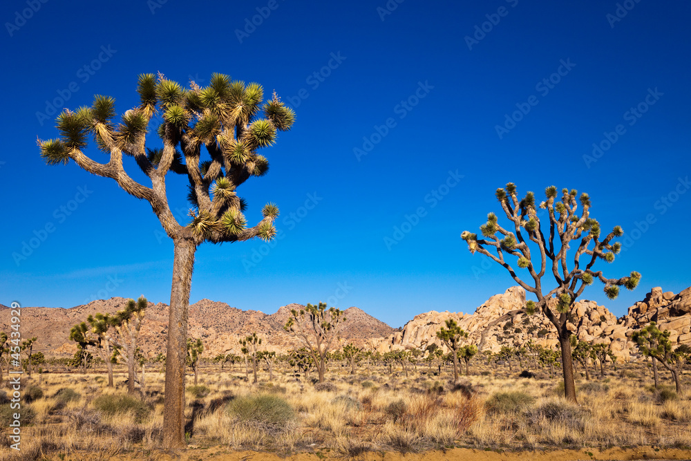 Joshua Trees in the Mojave Desert