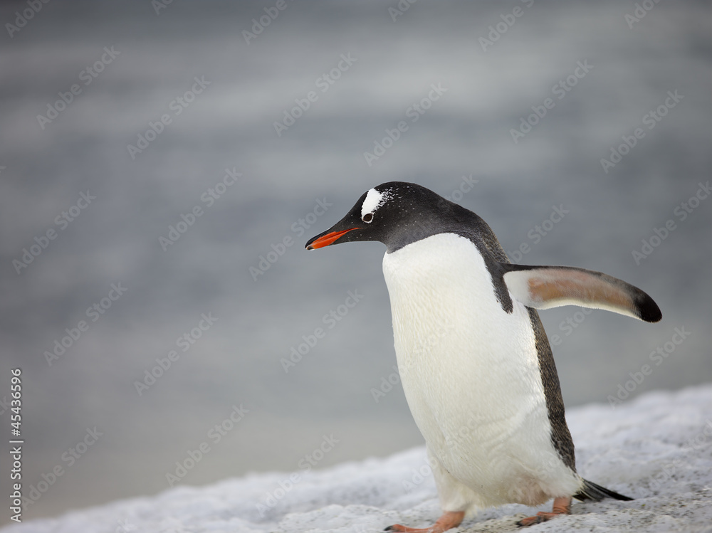 Naklejka premium penguin walking on the snow