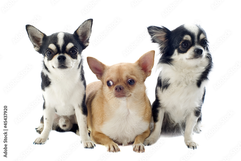 chihuahuas