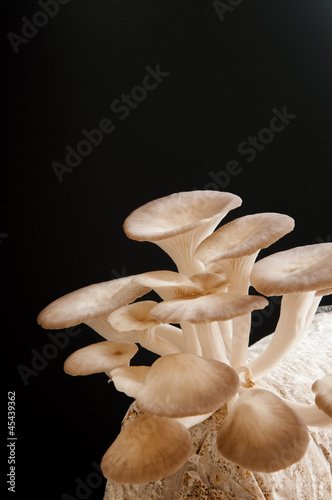Organic Mushroom