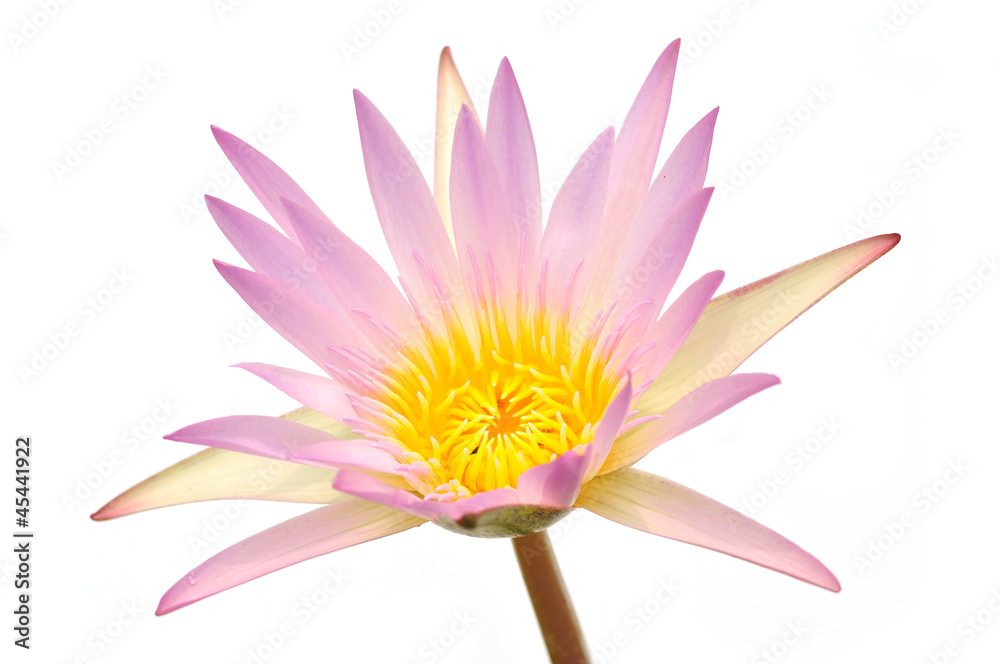 A pink and yellow lotus flower isolated on a white background.