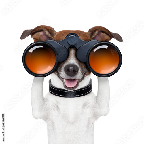 binoculars  searching looking observing  dog