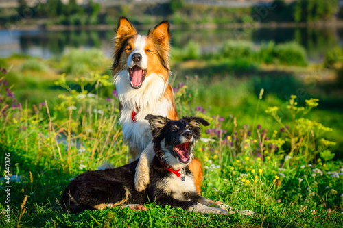 Photography Two dogs border collie in the morning