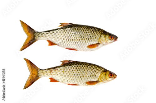 isolated on white two roach fishes