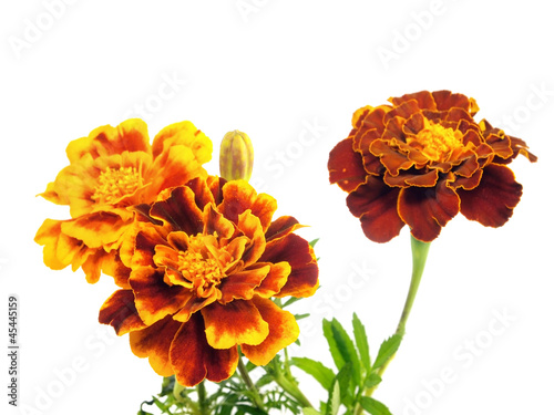 Fototapeta Naklejka Na Ścianę i Meble -  franch marigold flower