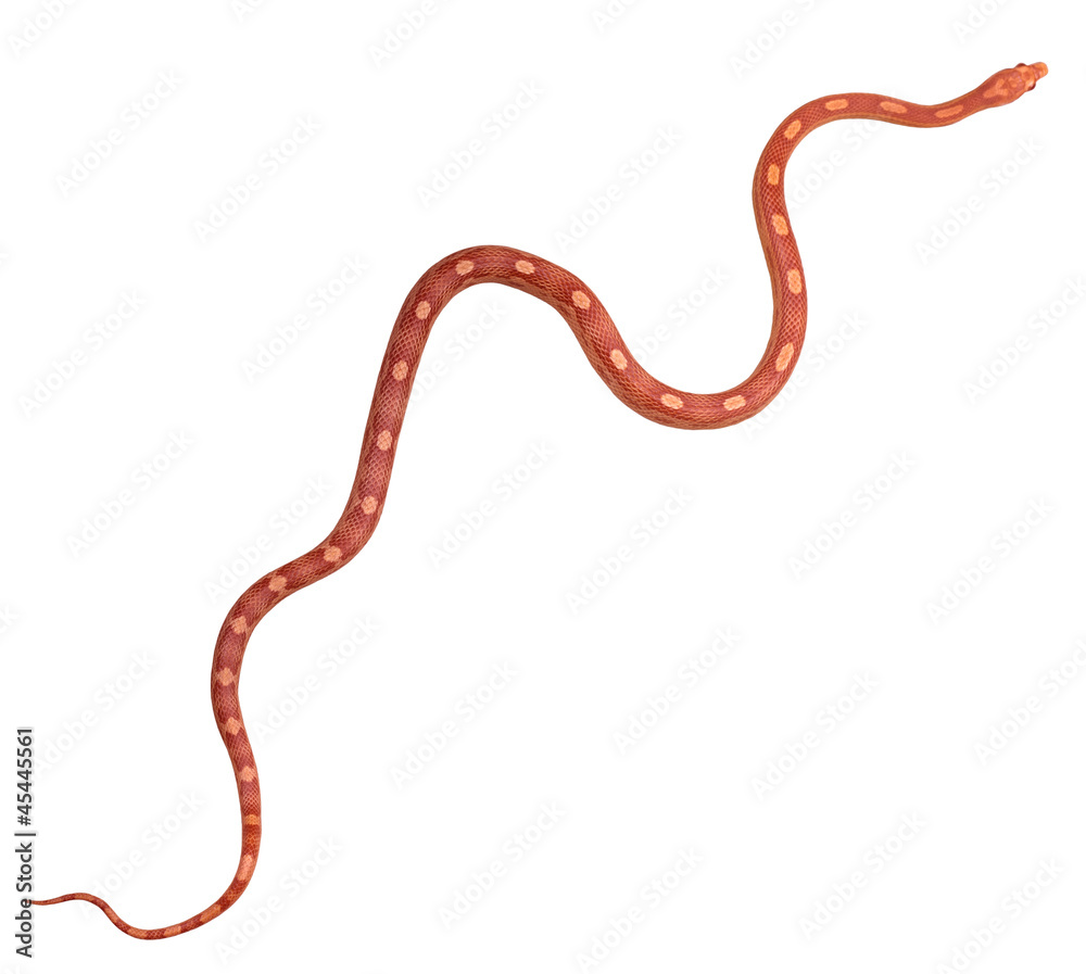 Fototapeta premium Amel Motley Corn snake