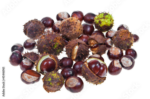 Horse chestnut
