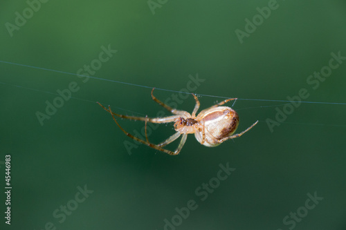 Spider in web photo