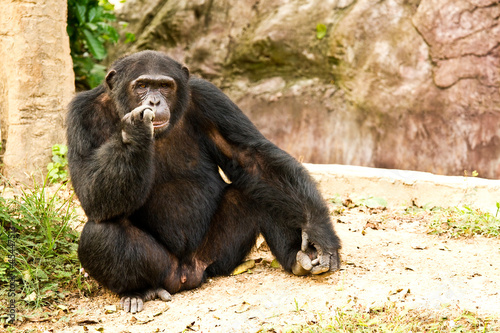 chimpanzee  sitting peacefully, in nightsafari chiangmai Thailan photo