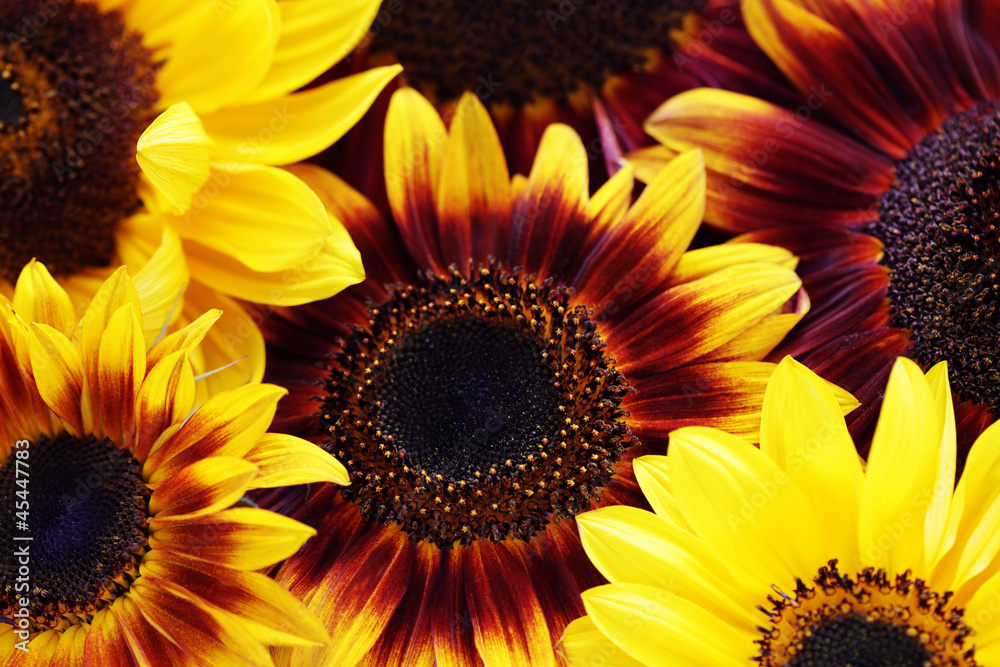 Fototapeta premium sunflowers
