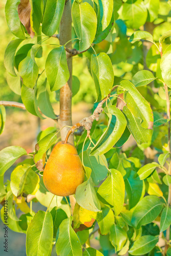 A juicy ripe golden pear