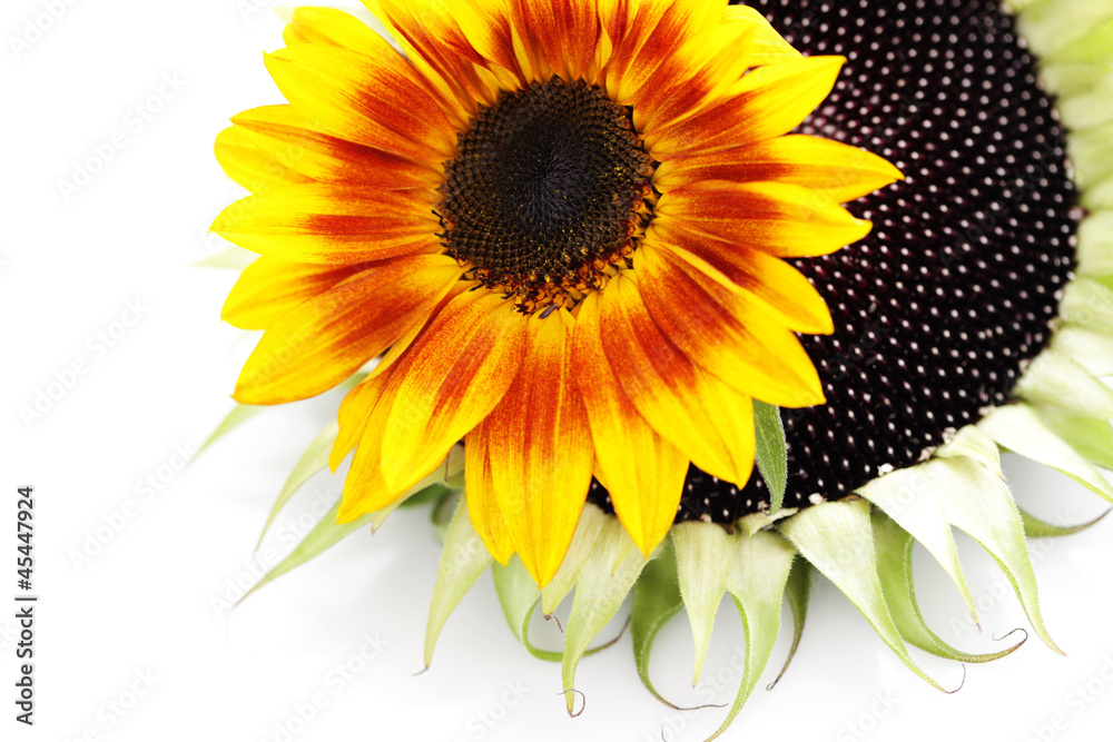 Naklejka premium sunflowers