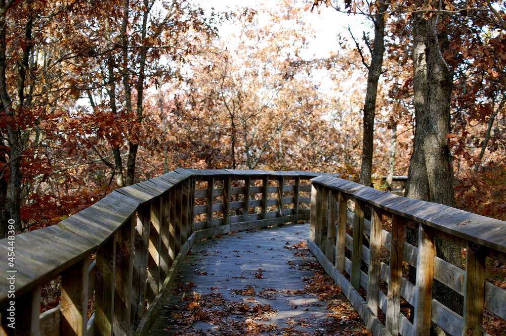 Autumn trail into the woods-1-1