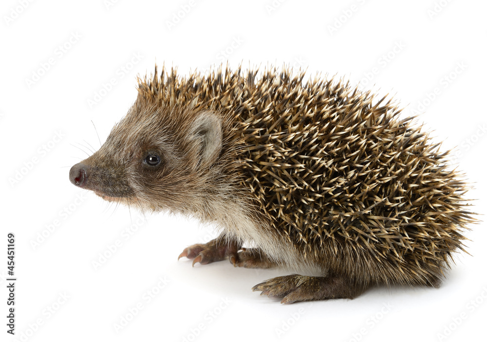 hedgehog isolated hedgehog isolated