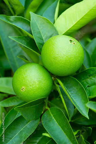 Unripe green oranges on a tree