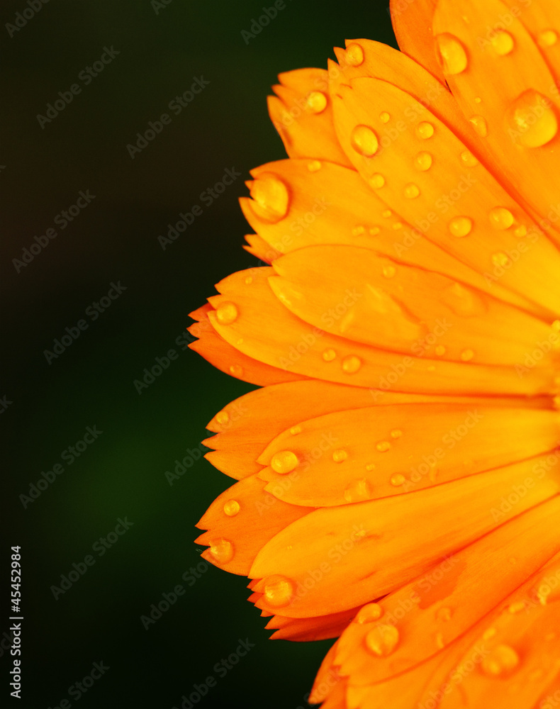 Calendula officinalis (marigold)