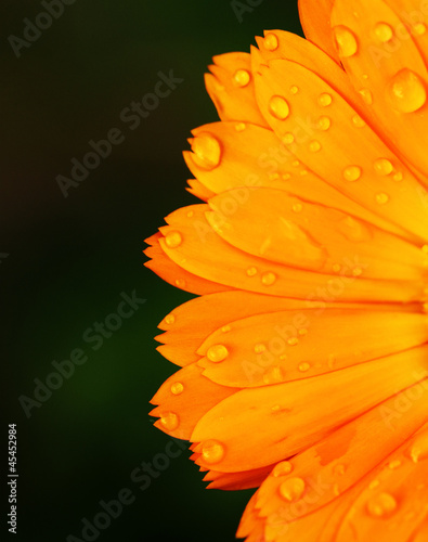 Obraz na płótnie Calendula officinalis (marigold) w salonie