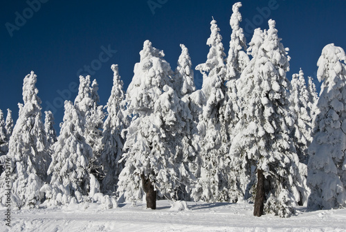 Winter Trees photo