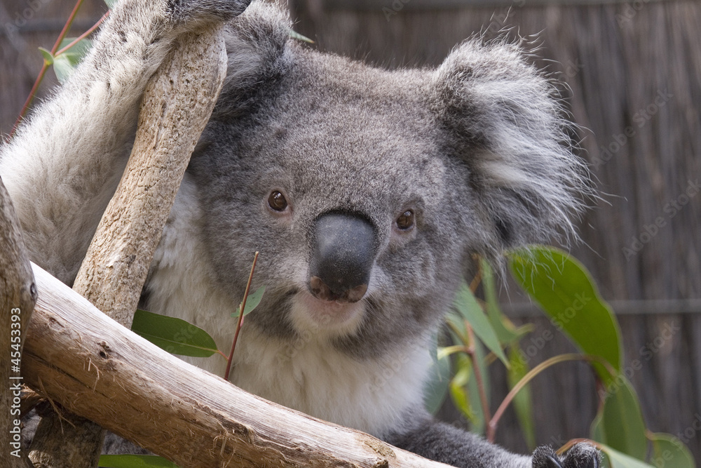 Fototapeta premium Koala looking from the branches, Australia