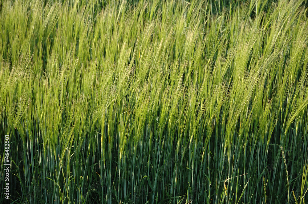 Green rye Green rye