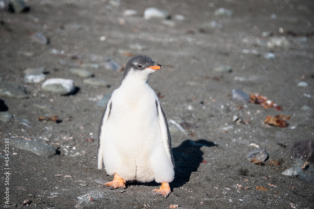 Fototapeta premium Gentoo chick alone
