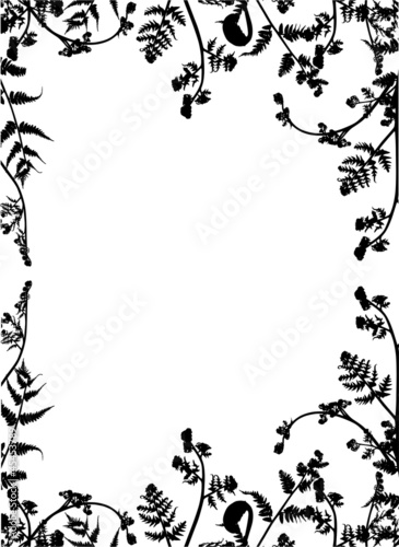 black fern frame illustration