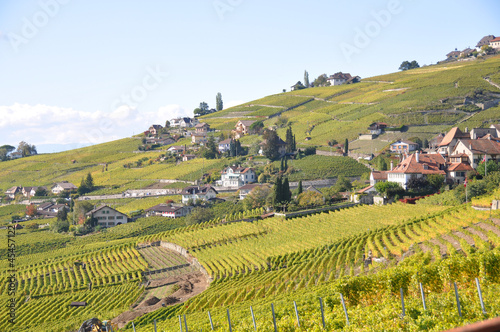 Vineyards in Lavaux  Switzerland