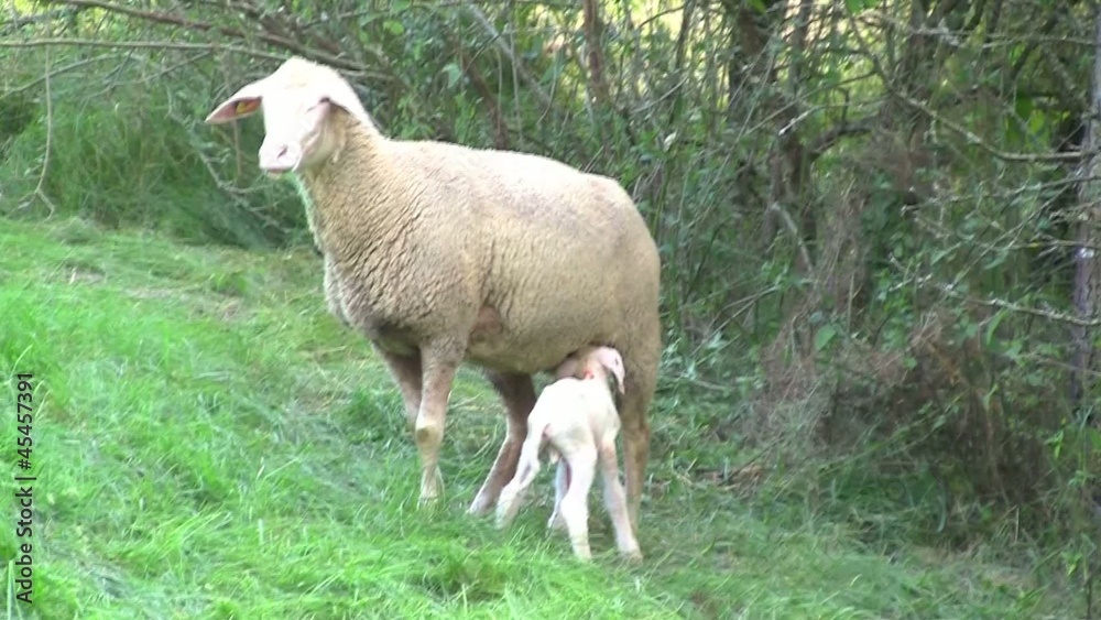 Lamm saugt Milch Lamm saugt Milch