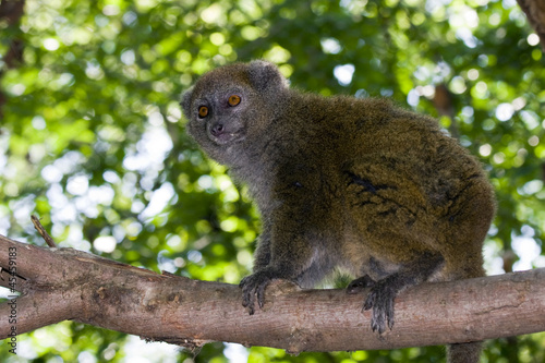 Lac Alaotra gentle lemur (Hapalemur alaotrensis)