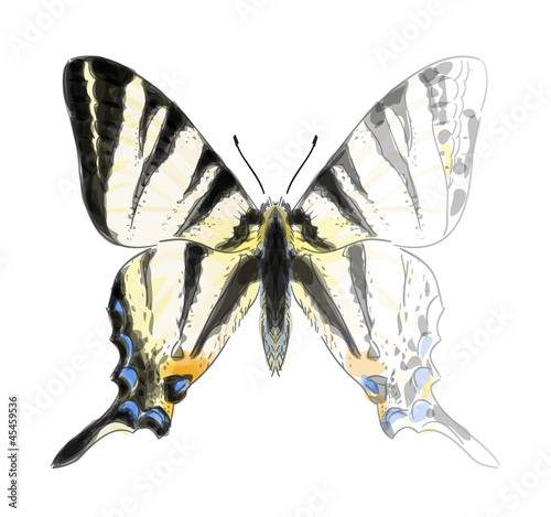 Butterfly Iphiclides Podalirium. Unfinished Watercolor drawing i