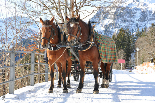 Pair of horses. Braunwald, famous Swiss skiing resort