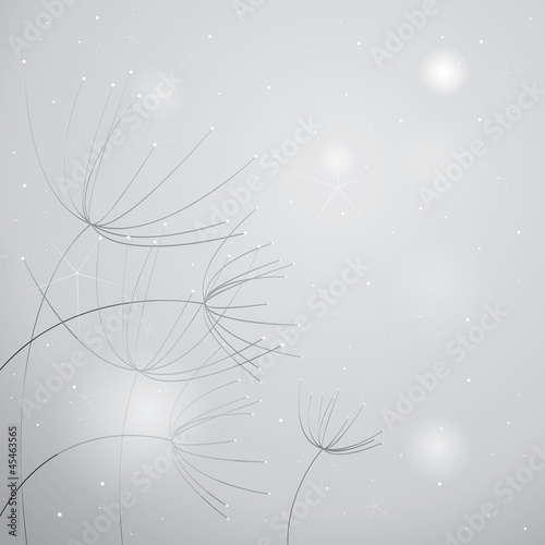 Flowers Anise / Soft black-and-white floral background