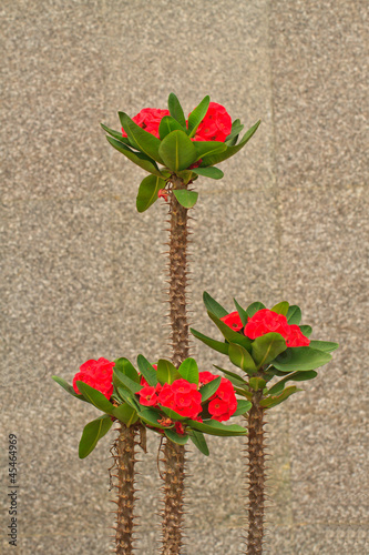 euphorbia milii flowers