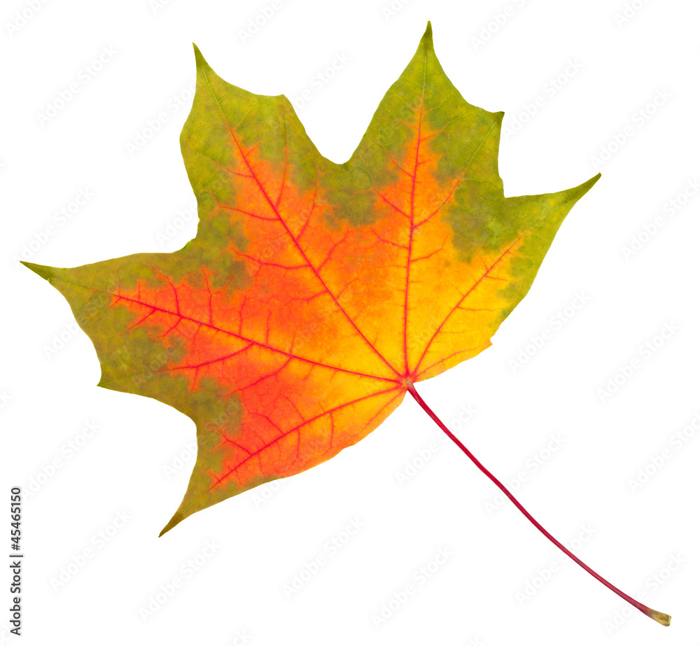 Obraz premium colorful autumn maple leaf