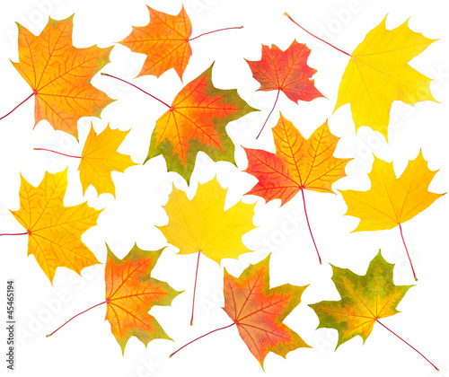 collection of autumn maple leaves