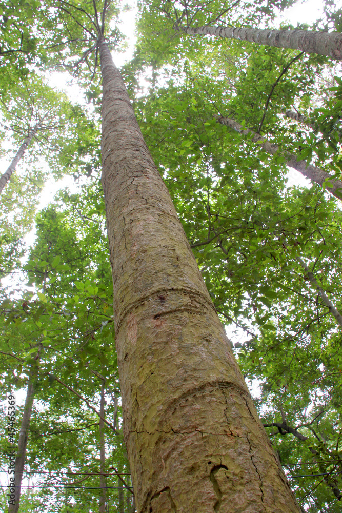 Fototapeta premium Yang tree - Dipterocarpus alatus Roxb. ex G.Don
