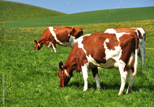 Cows in Emmental region, Switzerland