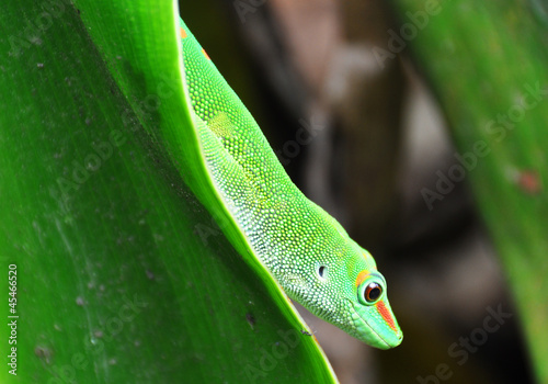 Madagascar day gecko