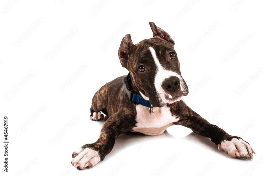 dog dog