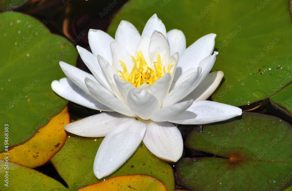 Lotus flower