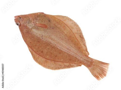 Dab Fish Isolated on White Background photo